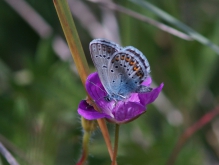 Bläuling auf Sommerblüte