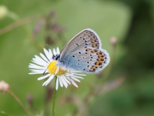 Bläuling auf Wiesenblume