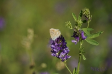 Bläuling im Sommer