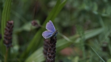 Bläuling in Herbstwiese