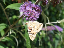 Distelfalter am Sommerflieder