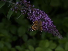 Distelfalter an Sommelflieder 