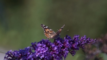 Distelfalter auf lila Sommerflieder