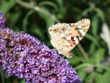 Distelfalter auf Schmetterlingsflieder