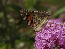 Distelfalter auf Schmetterlingsflieder