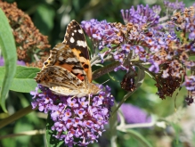 Distelfalter auf Sommerflieder