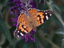 Distelfalter auf Sommerflieder