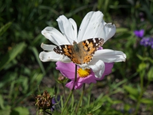 Distelfalter auf welker Sommerblüte