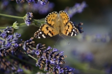 Distelfalter im Lavendel