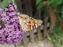 Distelfalter im Schrebergarten