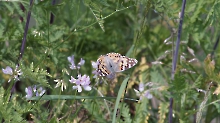 Insekten