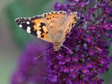 Schmetterlinsparadies Sommerflieder