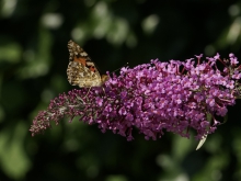 Sommerflieder mit Distelfalter