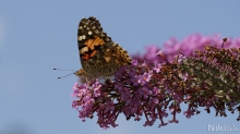 Letzter Nektar vom Sommerflieder