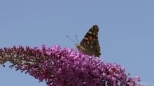 Vanessa im Sommerglück