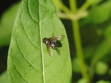 Fliege am Blatt