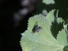 Fliege auf Blatt