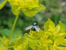 Fliege auf gelber Blume