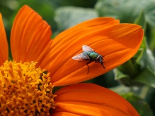Fliege auf oranger Sommerblüte
