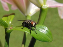 Fliege beim Sonnenbad