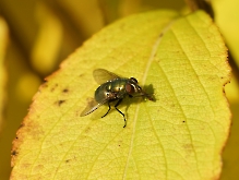 Fliege im Herbst