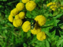 Grüne Fliege