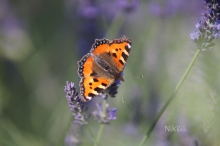 Kleiner Fuchs auf Lavendelblüte