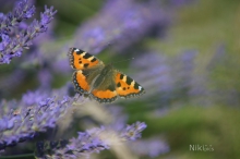 Kleiner Fuchs im Lavendel