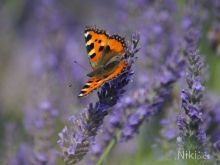 Schmetterling im Lavendel