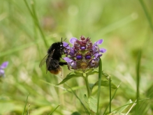 Braunelle mit Hummel