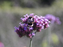 Eisenkraut mit Hummel