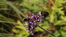 Fleißiges Hummelduo