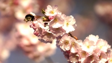 Hummel vor Kirschblüten