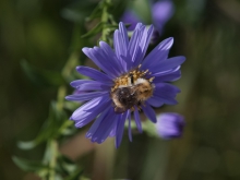 Hummel auf Asterblüte