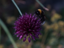 Hummel auf kleiner Blütenkugel