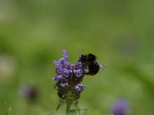 Hummel auf Braunelle