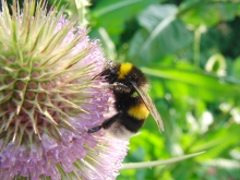 Hummel auf Distelblüte