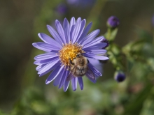 Hummel auf Herbstaster