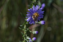 Hummel auf lila Asterblüte