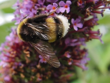 Hummel auf Sommerflieder