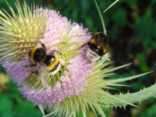 Hummel Duo auf Distelblüte