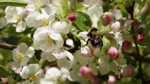 Hummel im Blütenwunder