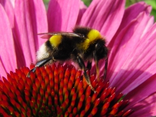 Hummel im Flowerpower