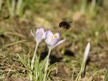 Hummel im Frühlingsflug