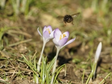 Hummel im Landeanflug
