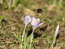 Hummel im Landeanflug