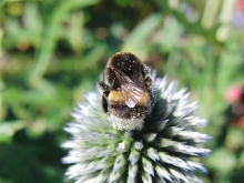 Hummel von Hinten