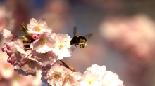 Hummelflug zur Kirschblüte