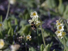 Nektarschlürfer Hummel