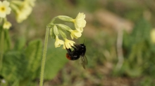 Steinhummel an Schlüsselblume